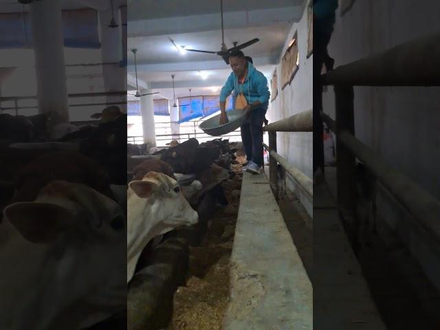 Gua seva param dhan #youtube #youtuber