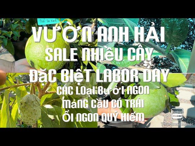 Anh Hải Đã Trở Lại Làm Vườn Bán Cây Show Biz Dịp Lễ Labor Day Hihihi tt756