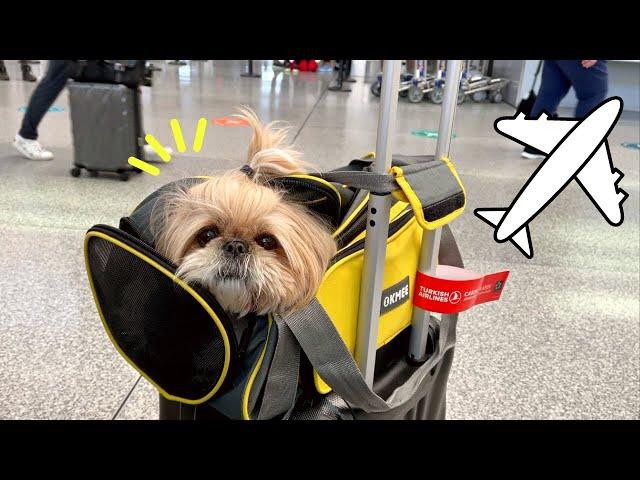 13 hour long flight with my dog! Shih Tzu Puppy travels to Turkey 