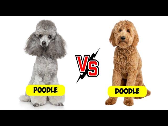 Poodle vs. Doodle - Which is Better?