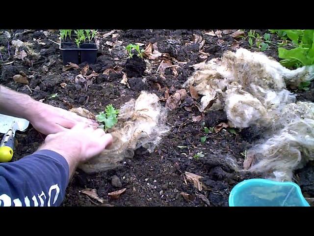 Does Sheep's Wool Work In Vegetable Gardening?