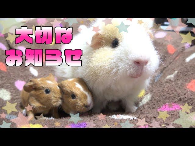 【モルモット】家族が増えました！【Guinea pig babies were born】2018.05.03