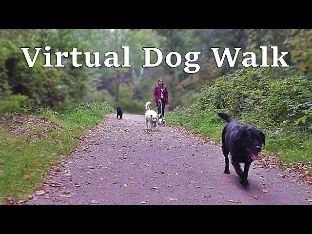 Dog TV Videos ~ TV for Dogs : Calming Dog Walking TV - Virtual Woodland Walk