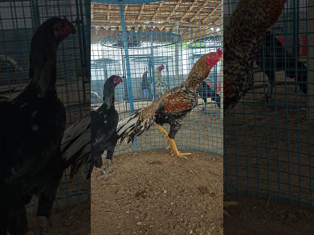 breeding couples️seval kadhalan subscribe my channel#subscribe #shorts#videos #watapp_status#seval