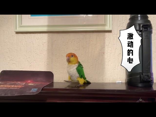 打翻東西後還要慶祝一番的凱克鸚鵡｜Caique Parrot celebrates after knocking down a box