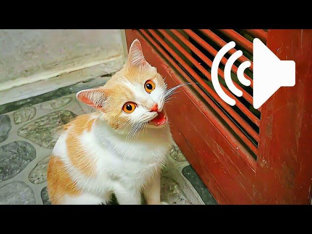 1 HOUR REAL CAT IN HEAT MEOWING MATE CALLING - PRANK YOUR PETS