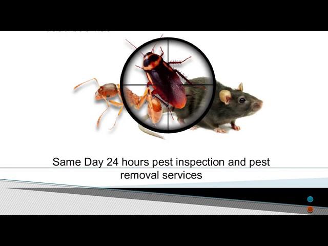 Pest Control Brisbane