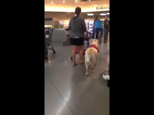 buck service dog training in michigan