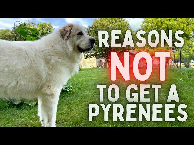 Reasons NOT To Buy A GREAT PYRENEES (From A Great Pyrenees Owner)