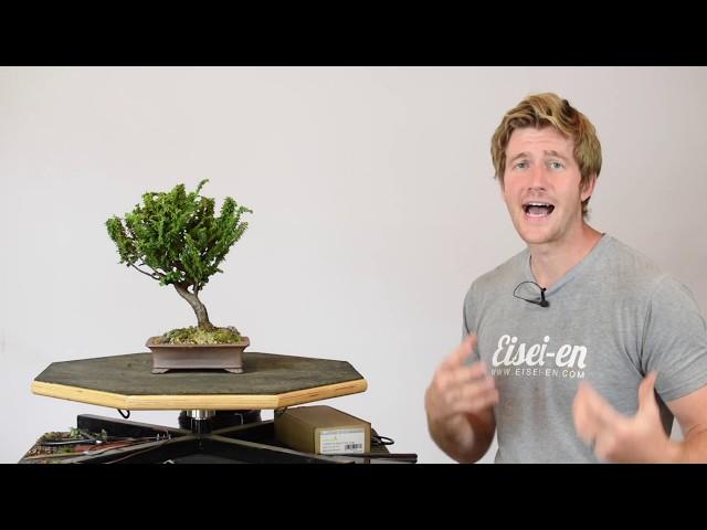 Sekka Hinoki from Simple Material | Bonsai-U