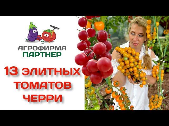 13 элитных томатов черри