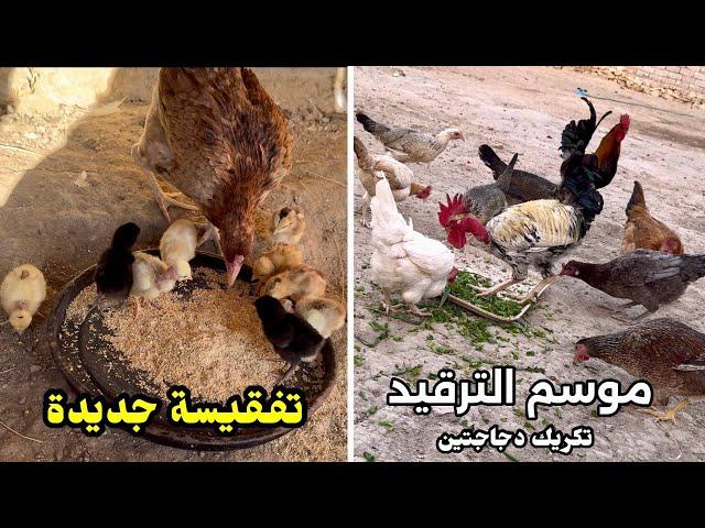 يوميات الدجاجفقسو كتاكيتشوفو شكد؟ + كركت الهراتية والدجاجة الجديدة