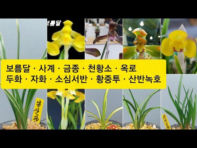 9월22일 보름달ㆍ남산관ㆍ천황소ㆍ금종ㆍ옥로ㆍ수채두화ㆍ자화ㆍ소심서반ㆍ황중투ㆍ산반녹호소개합니다.