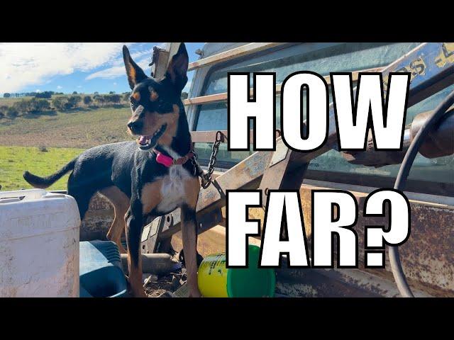 My Sheep Dog Runs HOW FAR a Day!? Australian Sheep Farm Vlog