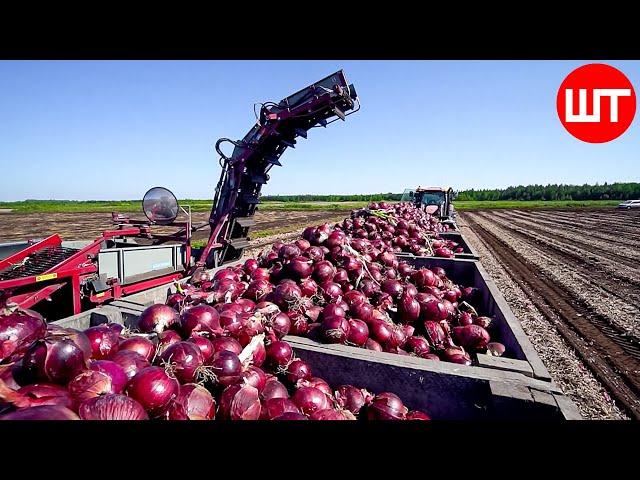 How Millions Of Onions Are Harvested & Processed | Incredible Onion Processing Factory