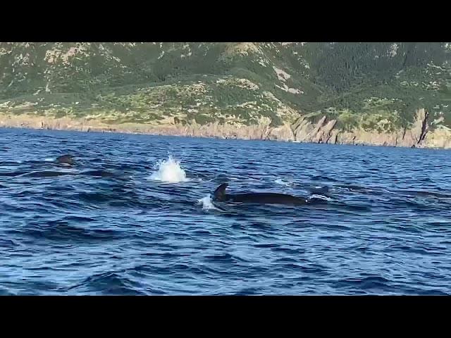 Captain Marks  whale watching, Cape Breton, Nova Scotia