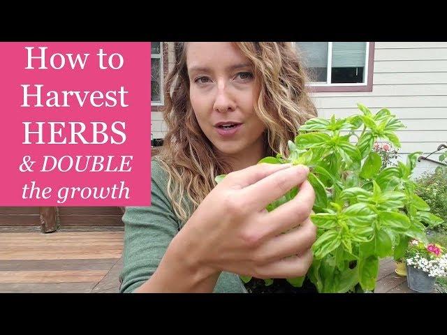 How to Harvest Herbs [prune basil, mint, sage]  to DOUBLE the harvest