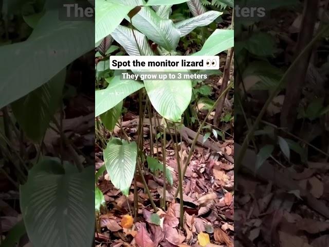 Monitor lizard sighting in Singapore Botanic Gardens.  Vlog link in comments #shorts