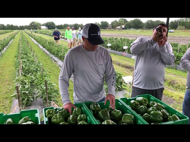 Lamar Jahna / Pepper Product Specialist with Enza Zaden Seeds Explains Varieties