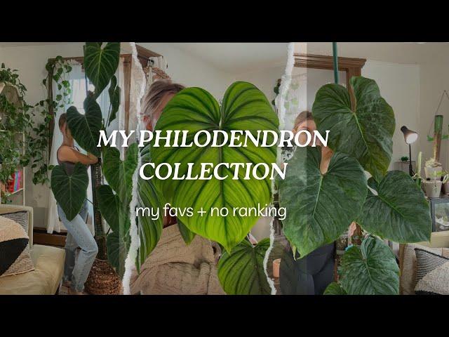 My Philodendron Collection 