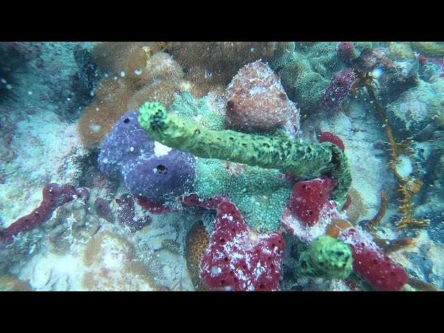 Coral Collecting In The Fl, Keys - RICORDEA, GORGS, SPONGE, St. THOMAS