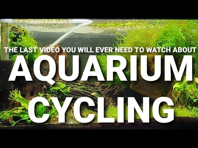 Cycling An Aquarium - Everything You Need To Know!