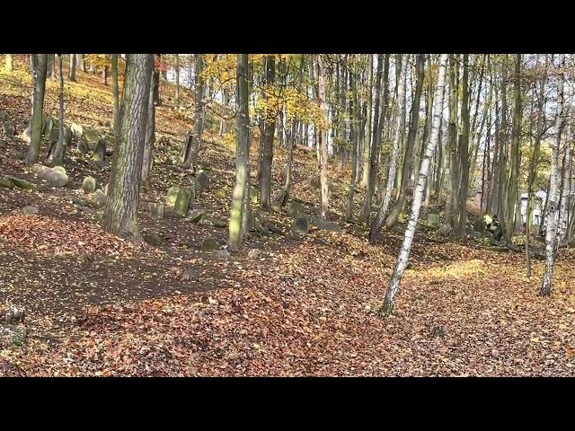 Bedzin `Jewish cemetery Podzamcze Street - after clean up on November 1, 2022