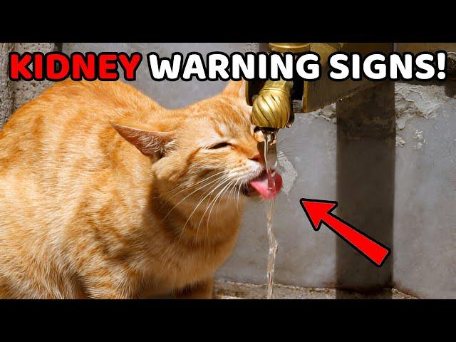 These Warning Signs Your Cat May Have Kidney Disease