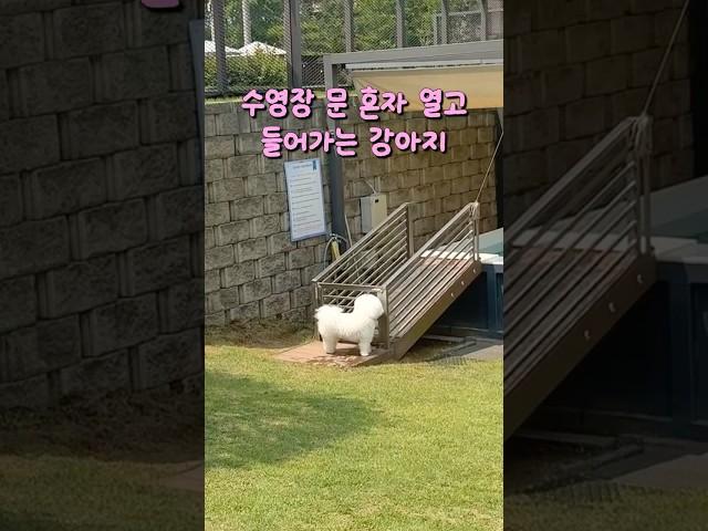 이러지마 제발🫠 #3일전에목욕했잖아 #비숑 #비숑프리제 #비숑가족 #비숑일상
