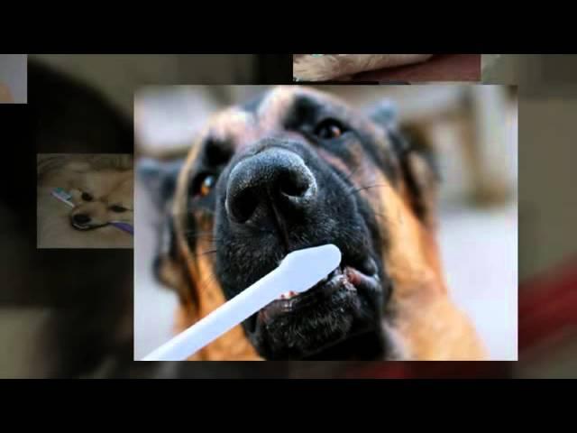 Dog Toothbrush Review Guides You To Brush Dogs Teeth Better