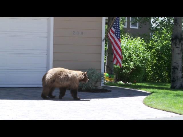 Bear and Man Spook Each Other