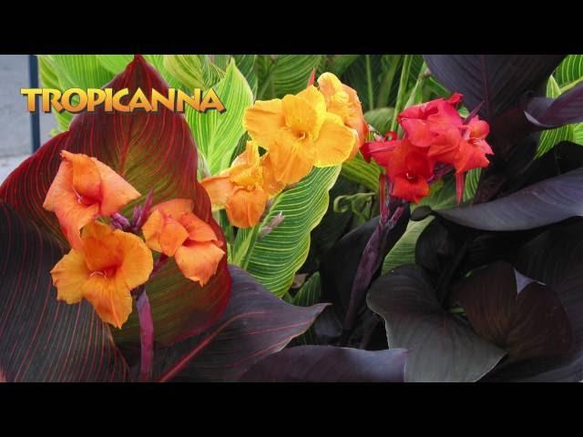 Landscaping Ideas with Tropicanna® cannas