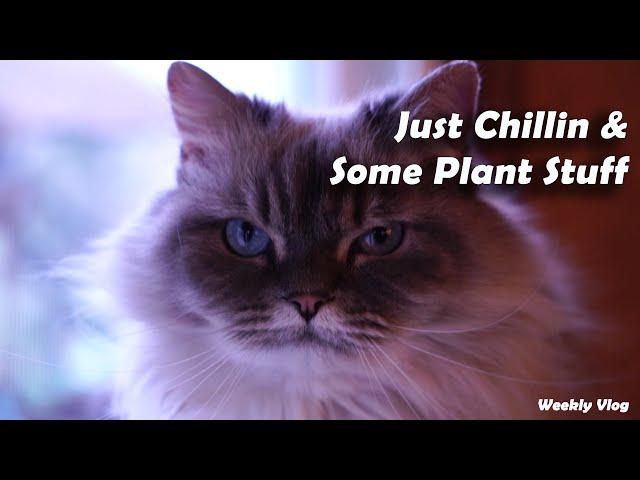Plant and Life Updates || Chill Vlog