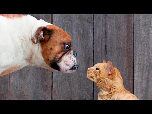  I'm not afraid of you!  Funny video with dogs, cats and kittens! 