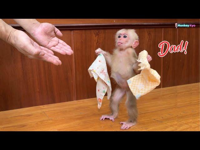 Baby monkey Kyo confused when spilling milk, unexpected way to handle It!