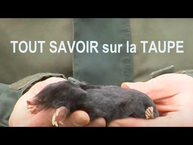 La TAUPE, un ANIMAL ÉTONNANT par son INTELLIGENCE et son ÉNERGIE