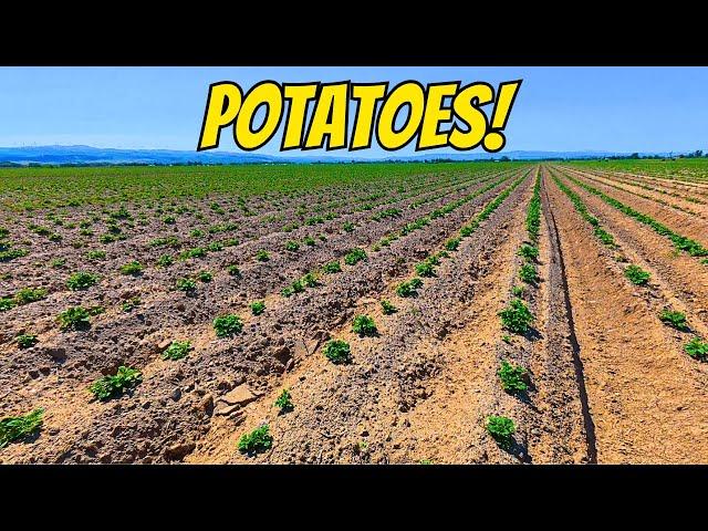 Finally Getting Water on the Potatoes - Just in Time!