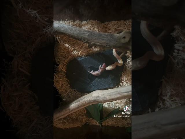 ️snake feeding️#frozenthawed #junglecorn #snake #snakefeeding