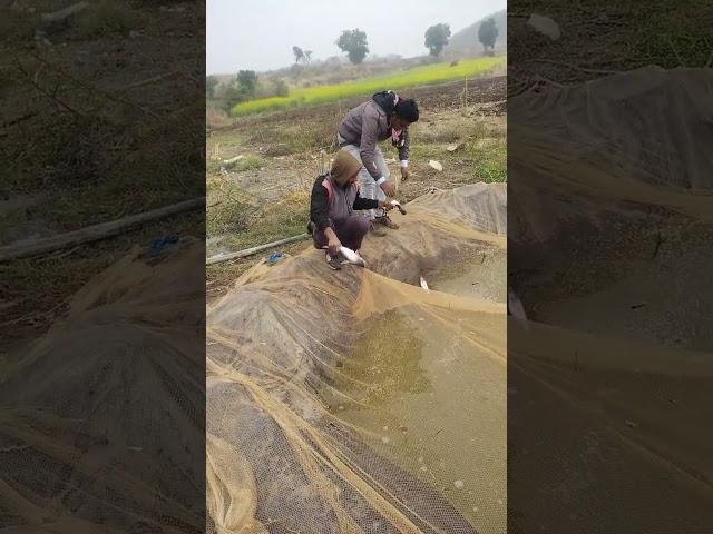 भंडारण तालाब से जीवित मछली संग्रह ! live fish harvesting!