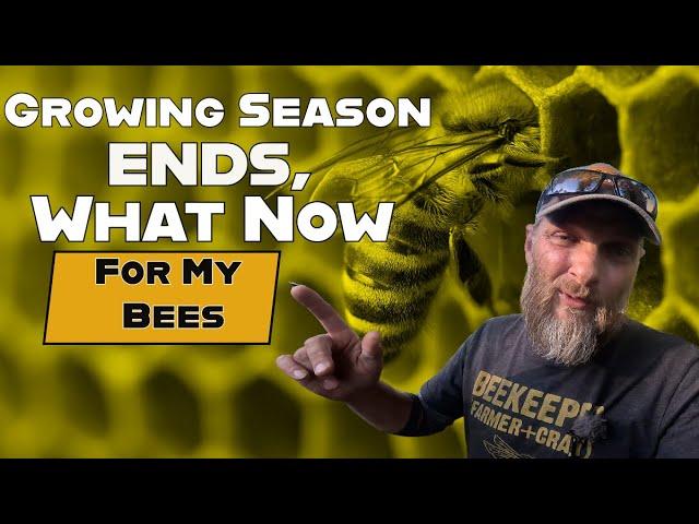 What Should You Be Doing To Help Your Bees Before Winter