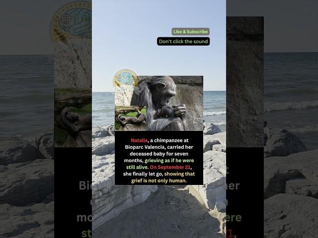 Chimpanzees also experience grief