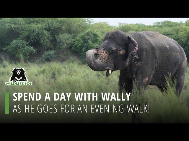 Spend A Day With Wally As He Goes For An Evening Walk!