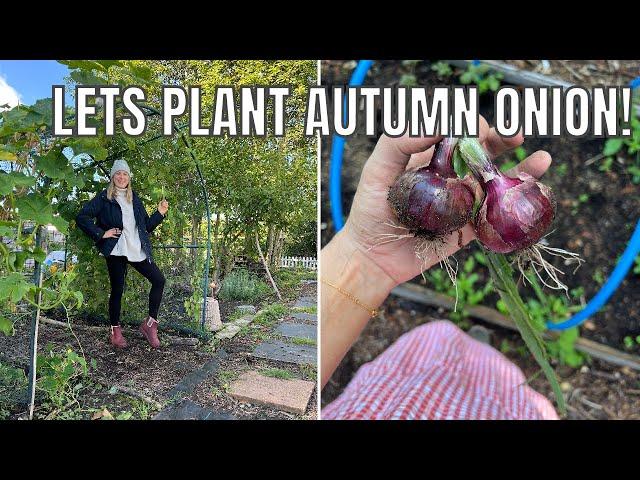 NOT MY BEST DAY AT THE ALLOTMENT / ALLOTMENT GARDENING UK