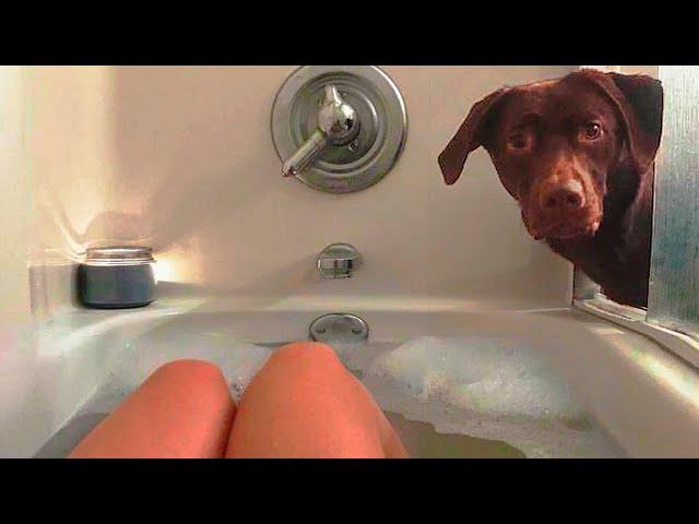 Funniest Dogs and Cats 