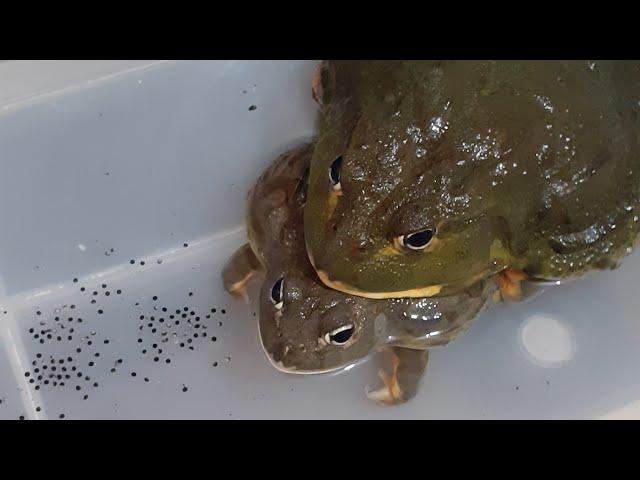 GIANT AFRICAN BULLFROG BREEDING & CALLING !