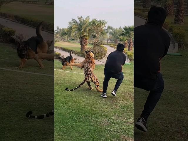 Tiger Attack on Dog | Nouman Hassan |