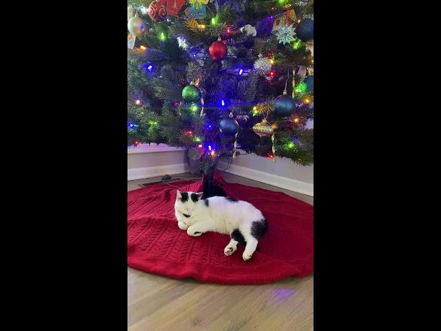 Sister Cats TV is live!