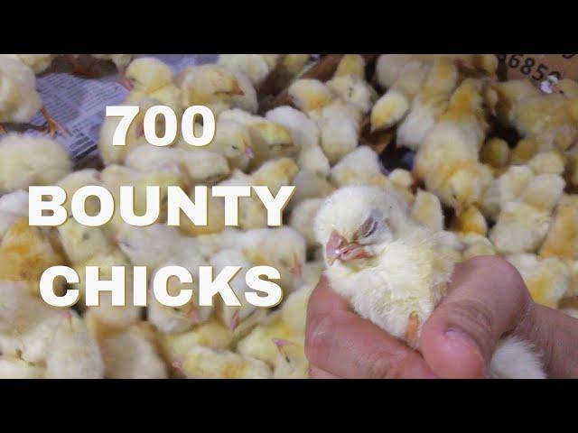 Viteral Vitamins for 700 Bounty Chicks from Caticlan! Maganda kaya?