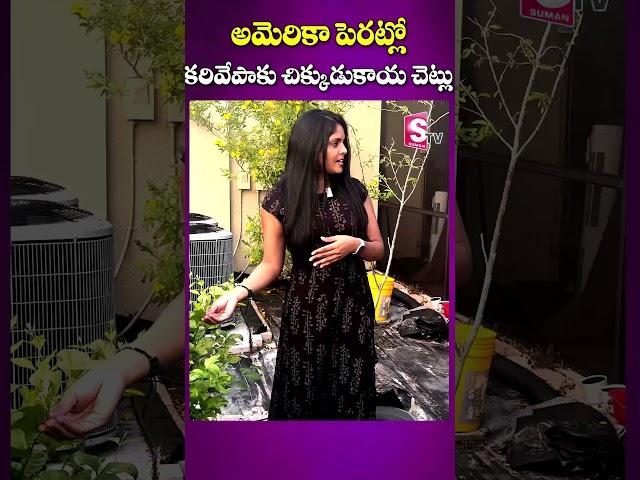 Growing Curry Leaves & Legume in America | Suddala Jwala Chaitanya | Lyricist Suddala AshokTeja