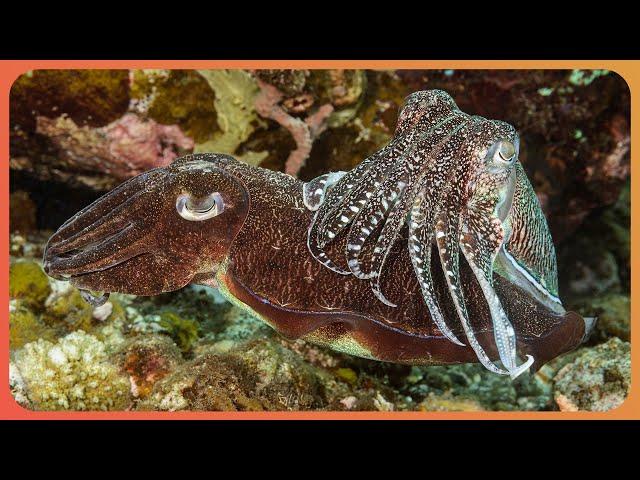 Discover Giant Fish & Mysterious Underwater Caves